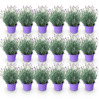 18x Lavendel Munstead (Winterhart) - Duftende Lila Blüten