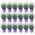 18x Lavendel Munstead (Winterhart) - Duftende Lila Blüten Bild 2
