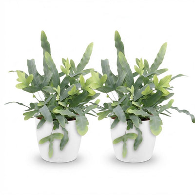 Phlebodium aureum Blue Star: 2 Blaue Farn Pflanzen in weißem Topf