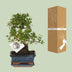 Bonsai 'Sageretia' S-Form Ø15cm - ↕15cm, pflegeleicht Bild 3