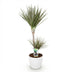 Dracaena Marginata Bicolor (Dragon Tree) Pot 21cm, 90-100cm, White Planter Bild 2