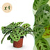 Green boutiQ - Zimmerpflanze - Maranta Fascinator Kerchoveana - Gebetsblatt - Haustierfreundlich - Grün - 4 Pflanzen - Topf 12cm - Höhe 30-35cm Bild 1