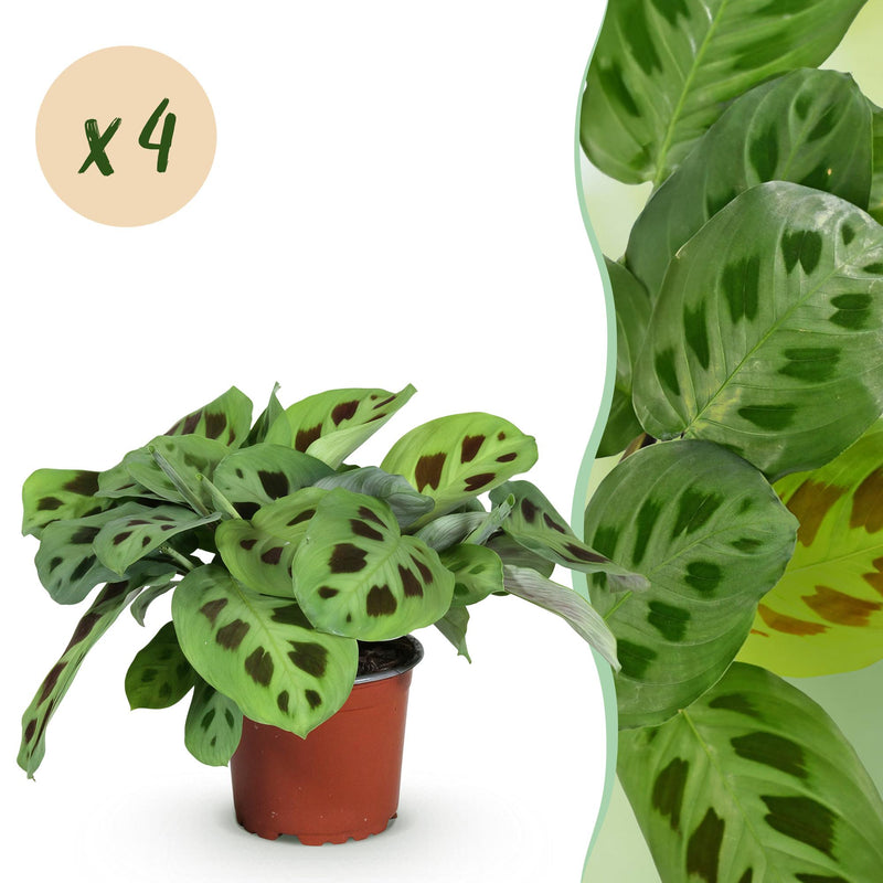 Green boutiQ - Zimmerpflanze - Maranta Fascinator Kerchoveana - Gebetsblatt - Haustierfreundlich - Grün - 4 Pflanzen - Topf 12cm - Höhe 30-35cm