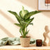 Dieffenbachia Tropic Snow – Pflegeleicht & Dekorativ – Topf 21cm Bild 4