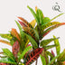 Kunstpflanze Croton Codiaeum (Wunderstrauch), 95 cm, bunte Blätter Bild 3