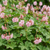 Geranium Macr. Ingwersen's Storchschnabel – 12 Pflanzen Bild 5