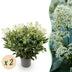 GreenboutiQ - Terrassenpflanze - Skimmia japonica Finchy - Blüte Weiß - 40+ Blumen - 2 Pflanzen - Winterhart - Topf 19cm Höhe 60cm Bild 1