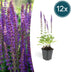 12x Salvia nem. 'Ostfriesland' - 10-25cm - Ø9cm Topf Bild 1