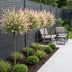 4x - Salix Flamingo - Ø23cm - ↕140-160cm Bild 6