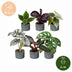 Baby Jungle Mix: 6 Tropische Zimmerpflanzen (Ø6cm) Bild 5
