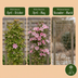 Clematis 'Marjorie' – Rosa Kletterpflanze, Ø9cm, Höhe 35cm Bild 4