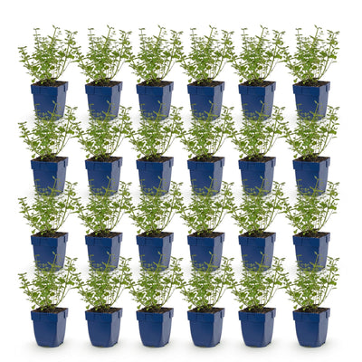 Green boutiQ - Perennial - Nepeta faassenii Walker's Low - Catnip - Bee and Butterfly Attractors - Blue - 24 Plants - Pot 11cm - Height 15-25cm