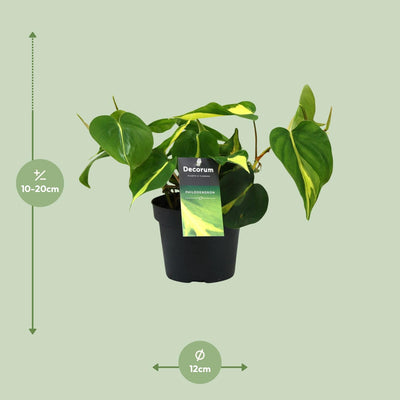 Philodendron Brasil Scandens (Ø12cm, ↕20cm) - Pflegeleichte Zimmerpflanze