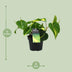 Philodendron Brasil Scandens (Ø12cm, ↕20cm) - Pflegeleichte Zimmerpflanze Bild 2