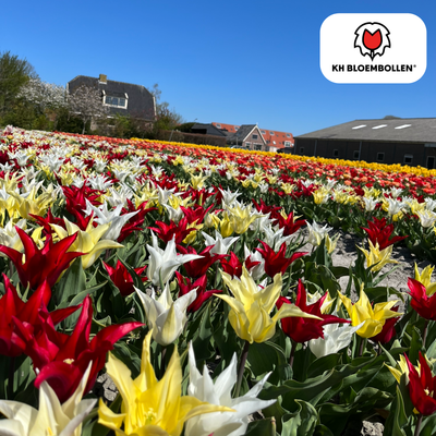 Tulpenzwiebeln Tres Chic Mix – 20 Stück | KH Bloembollen® | Rot, Gelb & Weiß Tulpen