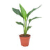 Strelitzia Reginea (Paradiesvogelblume) Ø12cm, 40cm Bild 1