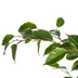 Ficus Benjamina Golden King Ø17cm - ↕60 - 80cm Bild 4