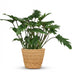 Philodendron Xanadu Houseplant with Basket, 60cm, Easy Care Bild 2