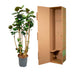 Polyscias Fabian XXL - Lush Houseplant, 150cm, ⌀30 Bild 5