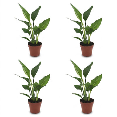 Green boutiQ - Strelitzia Reginea - Paradiesvogelblume - 4 Pflanzen - Topf 12cm - Höhe - 35cm