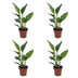 Green boutiQ - Strelitzia Reginea - Paradiesvogelblume - 4 Pflanzen - Topf 12cm - Höhe - 35cm Bild 2