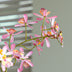 Renanthera Orchidee rosa 2 Stück - Bündelprodukt - Kunstpflanzen Bild 4