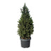 Picea glauca Conica - Zuckerhutfichte - Grün - Weihnachtsbaum - Ø23cm - ↕80cm Bild 2