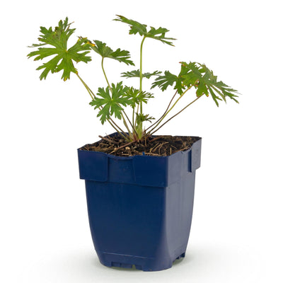 Green boutiQ - Perennials - Geranium Johnson's Blue - Cranesbill - Groundcover - Blue - 1 Plant - Pot 11cm - Height 15-25cm