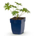 Green boutiQ - Stauden - Geranium Johnson's Blue - Storchschnabel - Bodendecker - Blau - 1 Pflanze - Topf 11cm - Höhe 15-25cm Bild 1