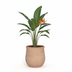 Topf Nika Terra D52 x H52 cm – Eleganter Terrakotta-Blumentopf Bild 3