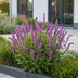 Green boutiQ - Staude - Salvia nem. Sense Deepl Pink - Salbei - Bienen- und Schmetterlingsmagnet - Rosa - 1 Pflanze - Topf 11cm - Höhe 15-25cm Bild 5