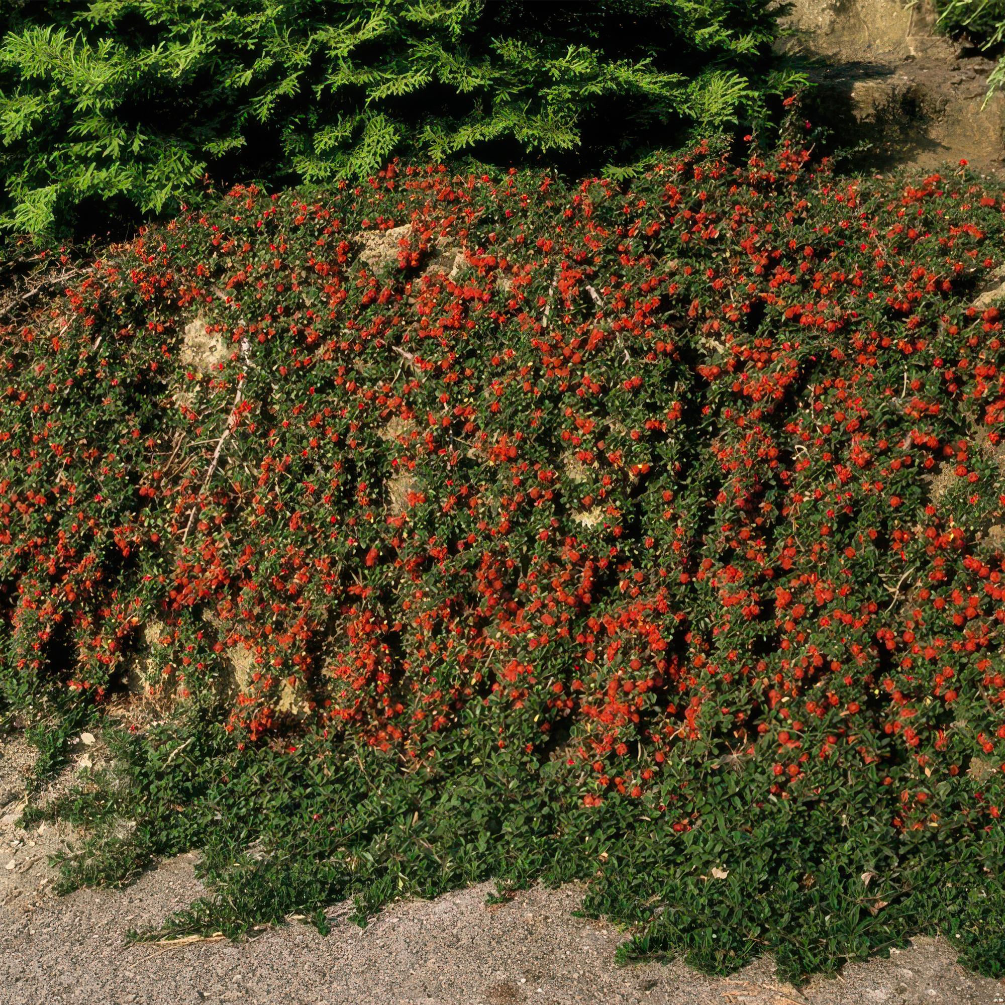 12x Cotoneaster 'Queen of Carpets' Bodendecker - 10-25cm, 9cm Topf