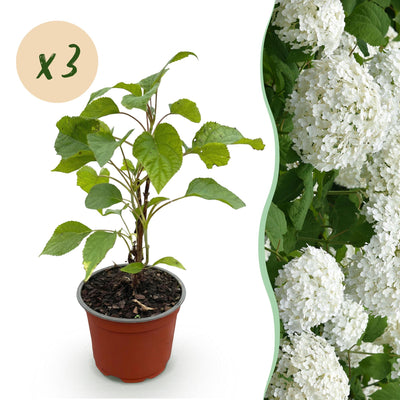 Hydrangea arborescens Annabelle Bauernhortensie - 3 Pflanzen