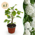 Hydrangea arborescens Annabelle Bauernhortensie - 3 Pflanzen Bild 1