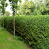 Paletten-Angebot Heckenpflanzen: 50 Ligustrum Ovalifolium ↕ 60-80 - Ø 19cm | Mini-Palette Bild 7