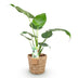 Green boutiQ - Zimmerpflanzen - Alocasia Cucullata - Buddhas Hand - Wenig Pflege - mit Korb - Grün - 2 Pflanzen - Topf 17cm - Höhe 60-65cm Bild 3
