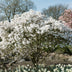 Magnolia Stellata 'Blüte Weiß' Strauch, 45cm, Topf 17cm, Wenig Pflege Bild 5