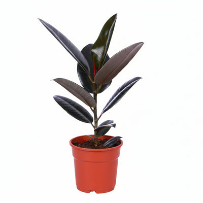 Ficus Elastica Abidjan – Gummibaum, Ø17cm, ↕55cm