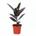 Ficus Elastica Abidjan – Gummibaum, Ø17cm, ↕55cm Bild 1
