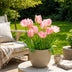 GreenboutiQ - Blumenzwiebeln - Tulp Double Pink - Bulbs Hardy Perennial - Farbe Rosa - 12 Stück - Zwiebelgröße 11/12 - XXL Pack Bild 4