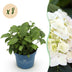 Hydrangea Endless Summer 'The Bride' - 8x Pflanzen, Weiß, Winterhart Bild 1