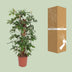 Philodendron Pedatum Climbing Plant, Ø27cm, ↕130cm Bild 4