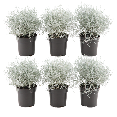 6x Calocephalus (Silberstrauch) – 10 cm Ø – 15 cm ↕