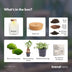 DIY Pflanzen-Terrarium mit Licht: Little Milky Bonsai Bild 4