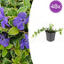 48x Vinca minor 'Argenteovariegata' - Bodendecker - 10-25cm Bild 1