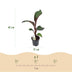 GreenboutiQ Bananenpflanze Ensete ventricosum Maurelli - 2 Pflanzen, 40cm Bild 3