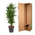 Dracaena Janet Craig verzweigt – 110 cm – Ø27 – Pflegeleichte Zimmerpflanze Bild 4