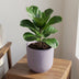 Elho Jazz Rund Lavendel Flieder Topf D23cm H21cm Bild 5