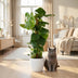 Monstera Deliciosa Houseplant on a Moss Pole - 90cm - White Pot Bild 5