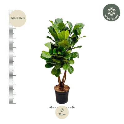Ficus Lyrata XL Geigenfeige 200cm mit Ø32cm Topf